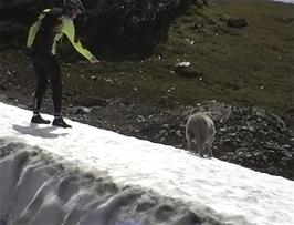 Julian attempts to befriend another Norwegian sheep near Skjelingavatnet, 31.7 miles from Balestrand and 990m above sea level